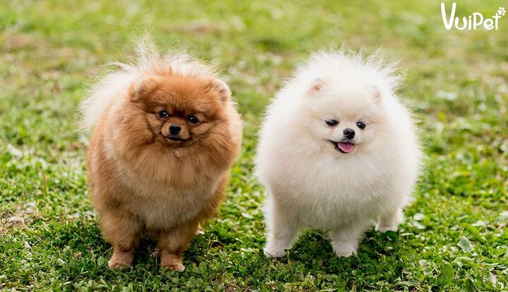 Sự thật về chó Phốc Sóc mini giá rẻ 500k và kinh nghiệm mua