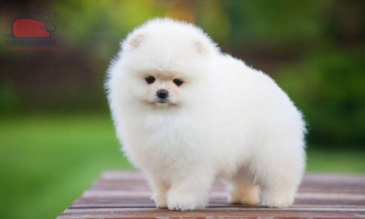 Hình ảnh chó Phốc Sóc mini đáng yêu, một giống chó mini được nhiều người tìm kiếm giá bao nhiêu