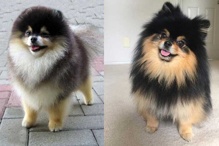 Chó Phốc Sóc nhỏ xinh