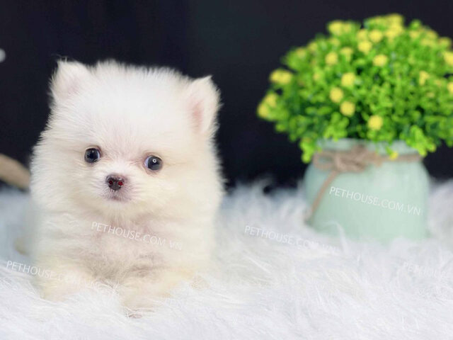 Chó Phốc Sóc Teacup trắng nhỏ nhắn, biểu tượng của sự mong manh