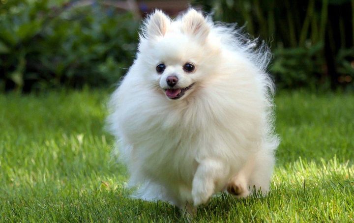 Chó Phốc Sóc trưởng thành với cân nặng lý tưởng