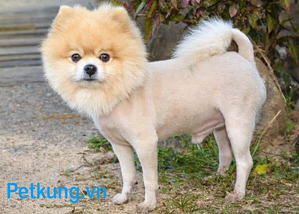 Chó Phốc Sóc với kiểu cắt lông Lion Cut, phần lông đầu và ngực tạo hình bờm sư tử