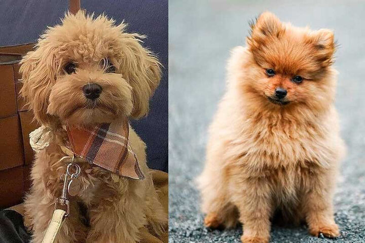 Chó phù hợp với nhà bạn