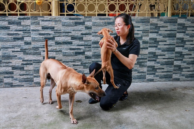 Chó Phú Quốc Thuần Chủng Tại Hà Nội: Hướng Dẫn Toàn Diện