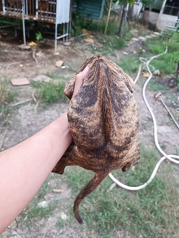 Chó Phú Quốc con với xoáy lưng kiếm đặc trưng