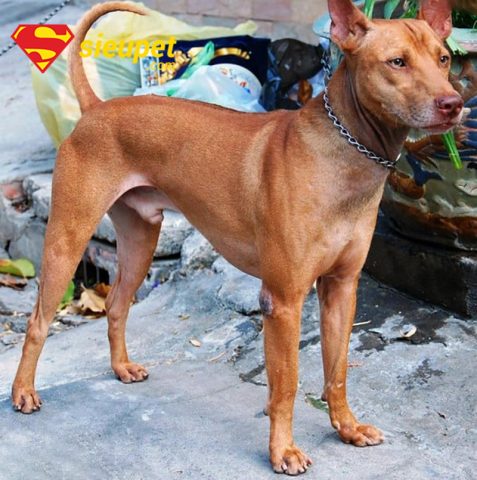 Chó Phú Quốc Mấy Tháng Thì Trưởng Thành Hoàn Toàn? Cẩm Nang Chăm Sóc Toàn Diện Chó Phú Quốc Mấy Tháng Thì Trưởng Thành Hoàn Toàn? Cẩm Nang Chăm Sóc Toàn Diện