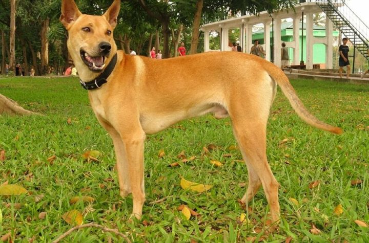 Chó Phú Quốc vàng vện với xoáy lưng đặc trưng đang nằm nghỉ trên nền gỗ