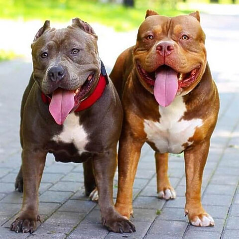 Chó Pit Bull (American Pit Bull Terrier)