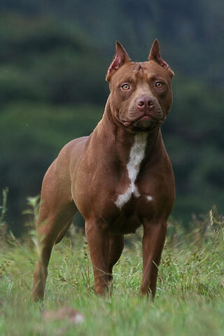 Chó Pit Bull, loài chó thường đứng đầu danh sách 10 giống chó hung dữ nhất thế giới, nổi tiếng với sức mạnh và sự kiên cường