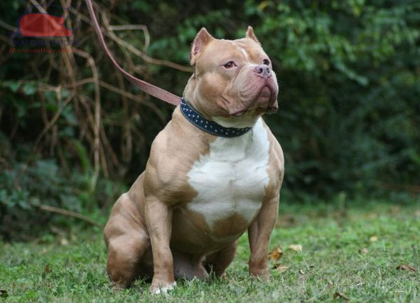Cách Nuôi Chó Pitbull Con Khỏe Mạnh, Ngoan Ngoãn Từ A-Z