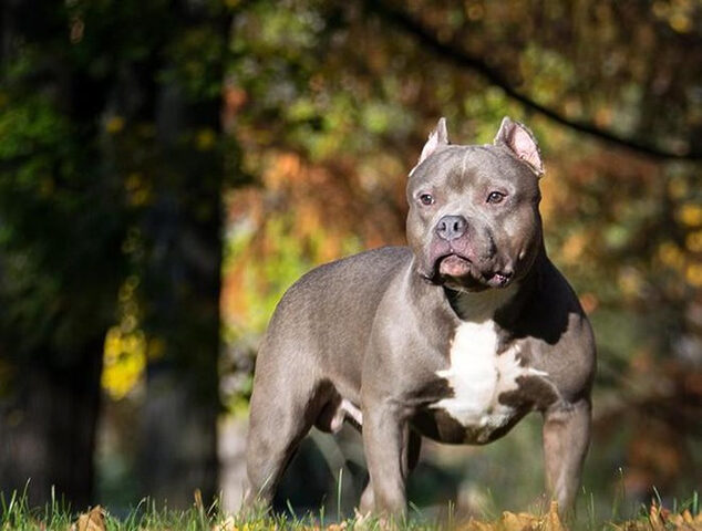 Chó Pitbull cần được huấn luyện từ nhỏ để hòa nhập