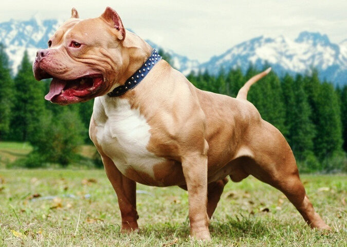 Chó Pitbull cơ bắp, mạnh mẽ, một cái tên khác biệt trong các loại chó cảnh đẹp