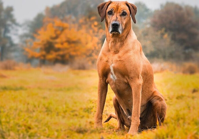 Chó Pitbull có cơ hàm rất khỏe và không nhả ra khi cắn