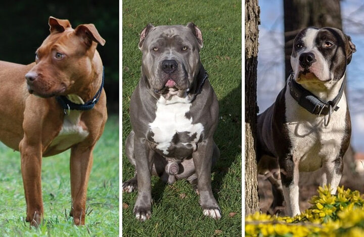 Chó Pitbull con đang tập luyện thể lực