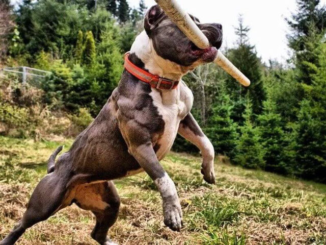 Chó Pitbull con học nhặt đồ chơi