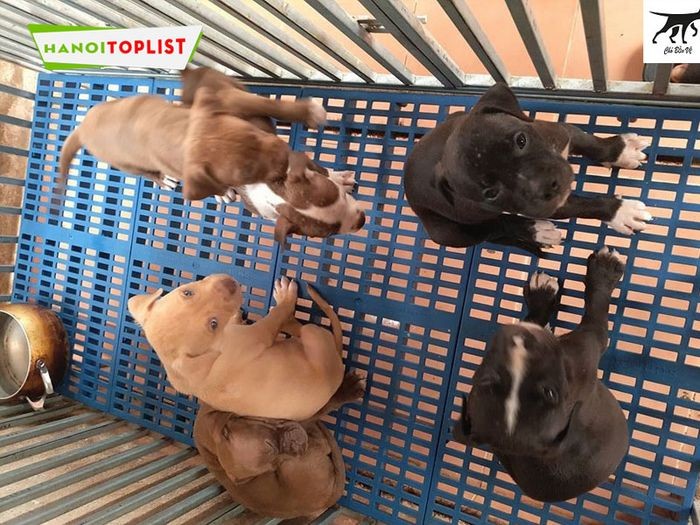 Chó Pitbull con khỏe mạnh tại trại chó Pitbull Hà Nội Chó Bảo Vệ