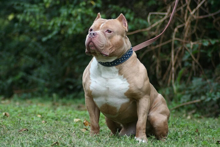 Chó Pitbull con với chủ