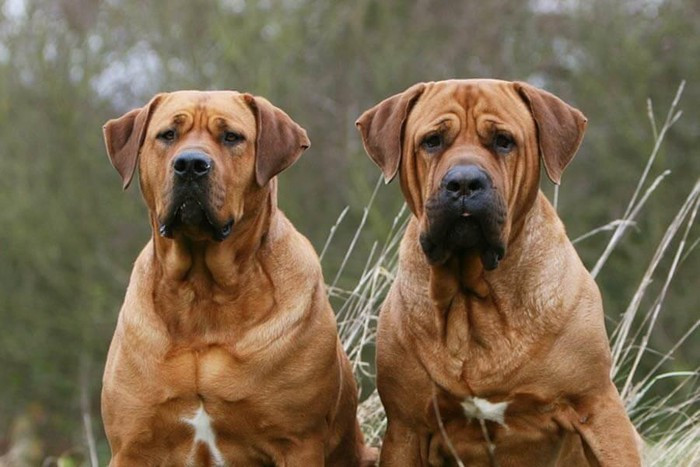 Chó Pitbull dữ nhất thế giới với vẻ ngoài cơ bắp, săn chắc