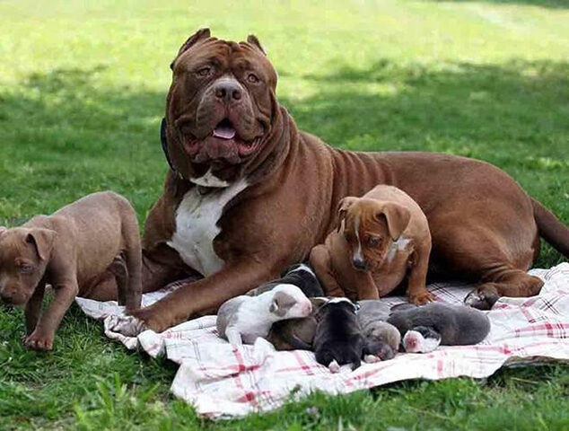 Chó Pitbull được mệnh danh là sát thủ máu lạnh