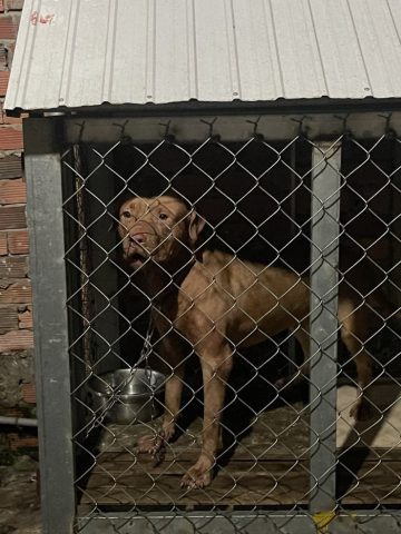 Pitbull ở Việt Nam: Đặc điểm, Pháp lý & Chăm sóc an toàn từ A-Z Pitbull ở Việt Nam: Đặc điểm, Pháp lý & Chăm sóc an toàn từ A-Z