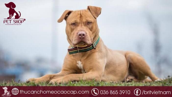 Chó Pitbull giá bao nhiêu? Cập nhật giá chi tiết mới nhất
