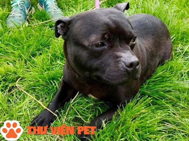 Chó Pitbull lai Becgie thông minh với đôi tai dựng và màu lông đa dạng
