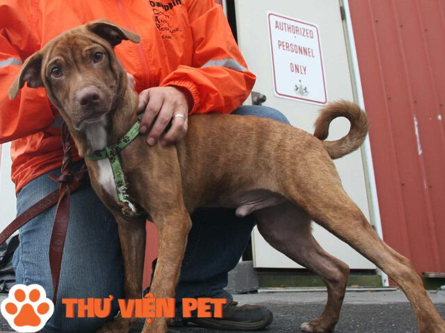 Chó pitbull lai có giá thành khá rẻ trên thị trường, thu hút nhiều người yêu chó