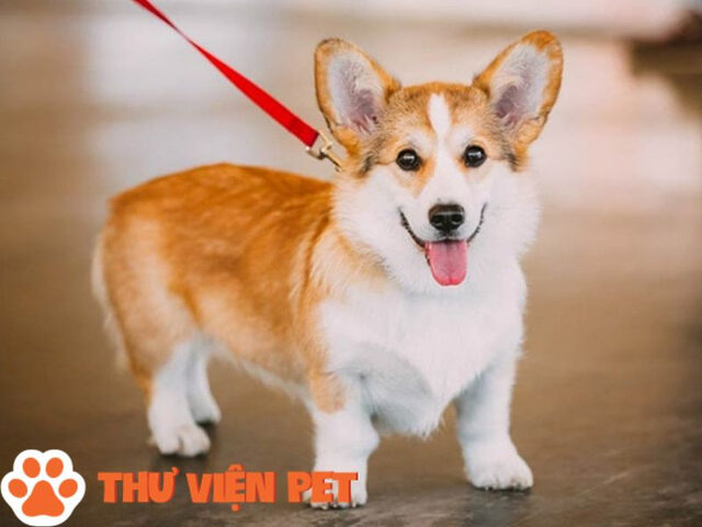 Chó Pitbull lai Corgi lùn, tròn siêu dễ thương với đôi chân ngắn và biểu cảm đáng yêu