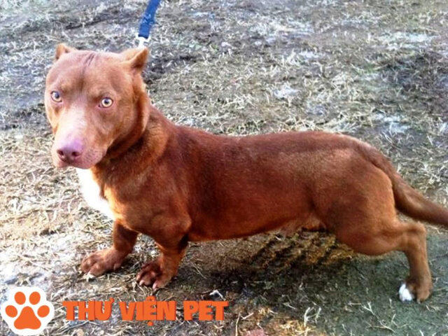 Chó Pitbull lai Lạp Xưởng thân dài khá hài hước với đôi chân ngắn và thân hình độc đáo