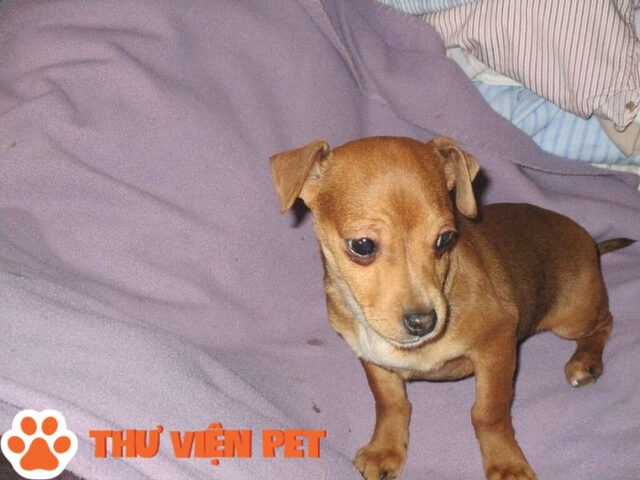 Chó Pitbull lai Phú Quốc siêu đáng yêu với đôi tai cụp và thân hình khỏe khoắn