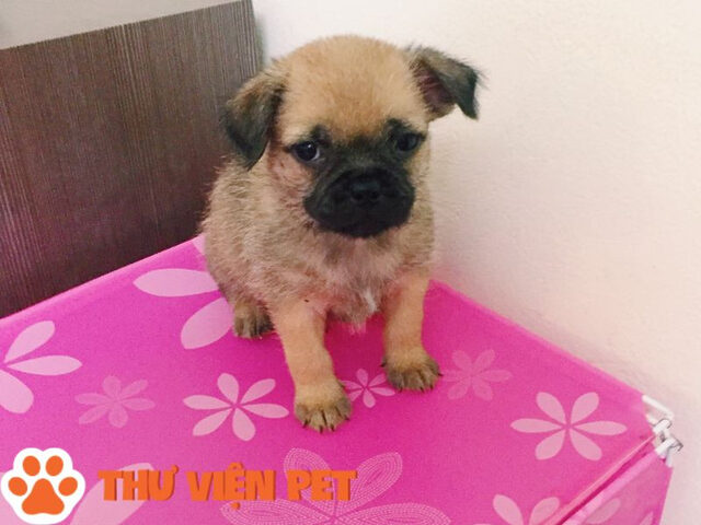 Chó Pitbull lai Pug mang khuôn mặt đầy giải trí với sự kết hợp độc đáo giữa nét nhăn và vẻ mạnh mẽ