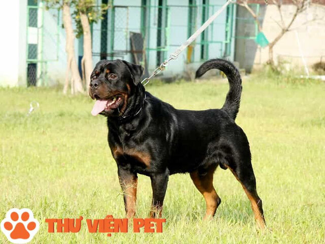 Chó Pitbull lai Rottweiler tư thế uy mãnh với cơ bắp săn chắc và bộ lông đen vàng