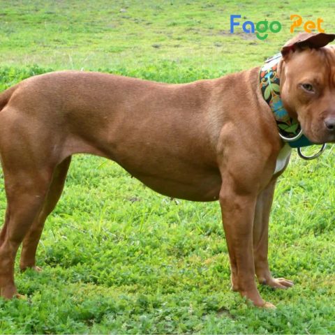 Chó Pitbull Có Mấy Loại? Khám Phá Đặc Điểm Từng Giống Chi Tiết Chó Pitbull Có Mấy Loại? Khám Phá Đặc Điểm Từng Giống Chi Tiết