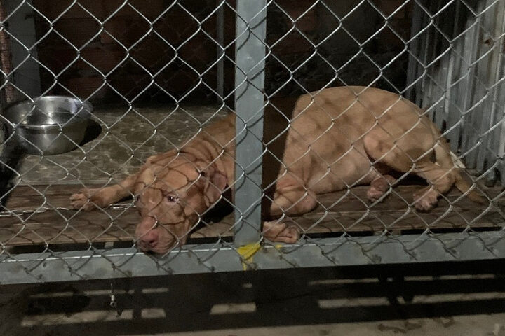 Chó Pitbull tấn công và gây tử vong cho người cao tuổi