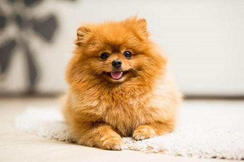 Chó Pom mini xinh xắn, là lựa chọn phổ biến và có giá biến động tùy thuộc vào độ thuần chủng, ảnh hưởng đến câu hỏi chó fox giá bao nhiêu