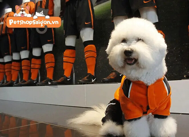 Chó Pomeranian đáng yêu mặc áo khoác len được may chắc chắn