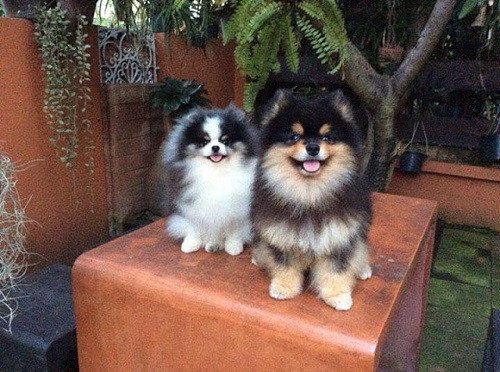 Chó Pomeranian mặt gấu với bộ lông xù dày, kiểu mặt được nhiều người săn lùng và có giá khác nhau khi hỏi chó fox giá bao nhiêu
