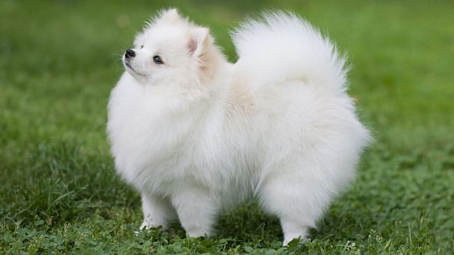 Chó Pomeranian với bộ lông xù bồng bềnh, vẻ đẹp đặc trưng của chó cute nhất thế giới