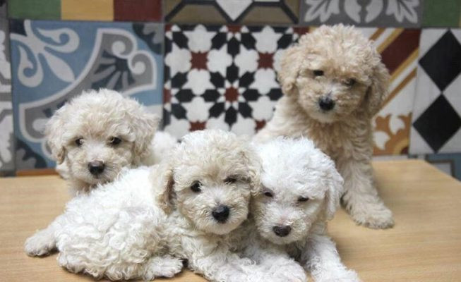 Chó Poodle 1 tháng tuổi với bình sữa