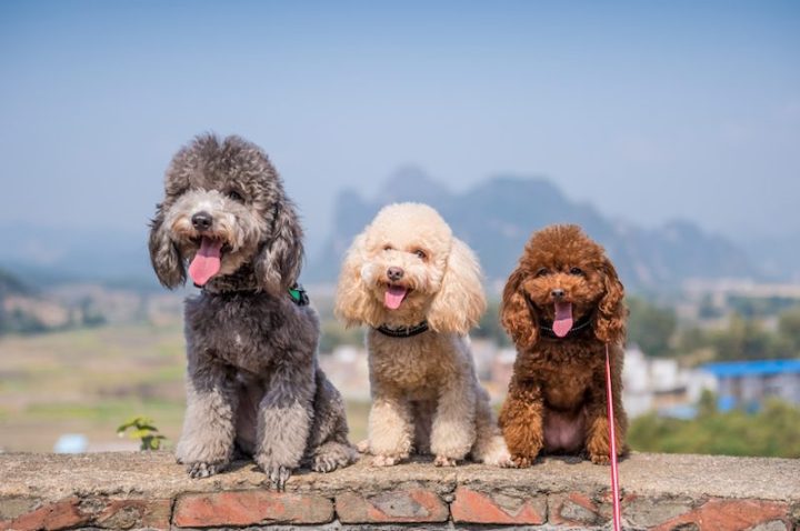 Các màu lông chó Poodle đa dạng Các màu lông chó Poodle đa dạng