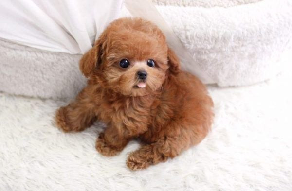 Kinh nghiệm nuôi chó Poodle toàn diện từ A đến Z
