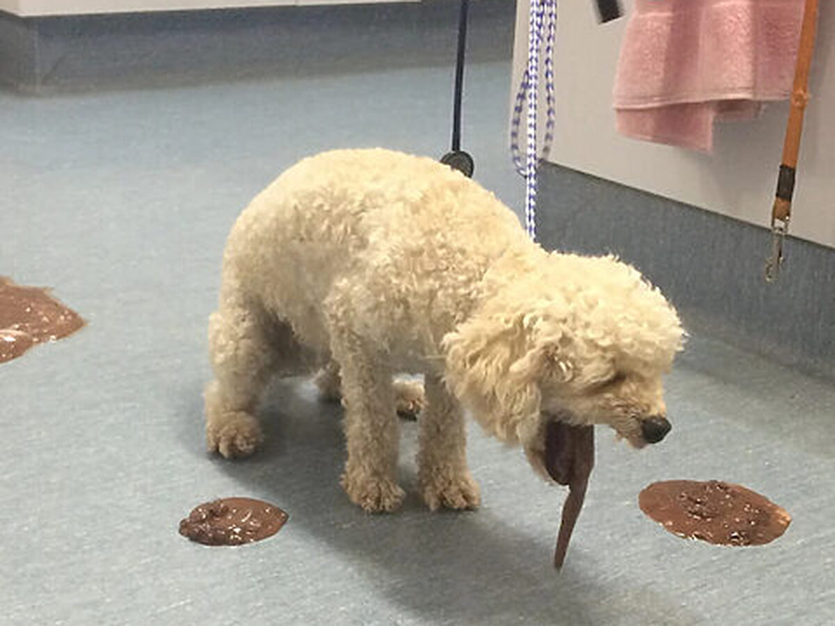 Chó Poodle Mini: Đặc Điểm, Cách Chăm Sóc Và Huấn Luyện Hiệu Quả Nhất Sức khỏe và các vấn đề thường gặp ở chó Poodle mini