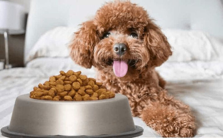Chó Poodle con háo hức chờ đợi món ăn tự chế biến an toàn, có thể là cá không xương
