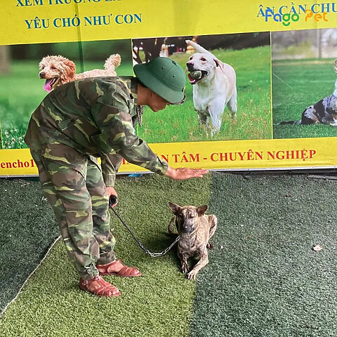 Chó Poodle đã được huấn luyện thành công và trở nên tự tin, ngoan ngoãn