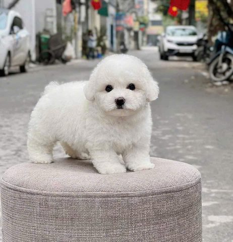 Chó Xù Nhật Đà Nẵng: Cẩm Nang Toàn Diện Từ A Đến Z