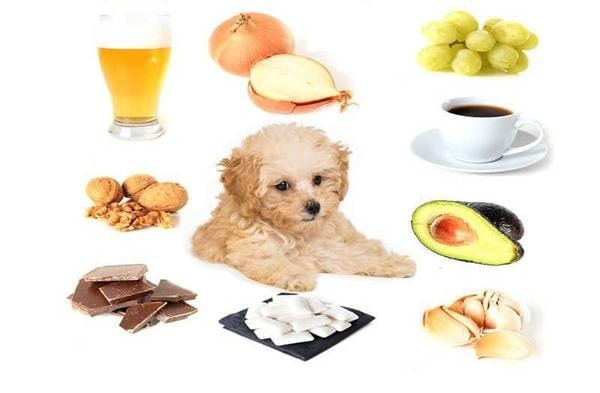 Chó Poodle đang ăn thức ăn hạt đã được ngâm mềm để dễ tiêu hóa