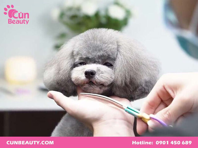 Chó Poodle đang được chăm sóc lông tại spa chuyên nghiệp