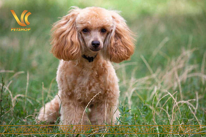 Chó Poodle đang được kiểm tra tuyến hôi
