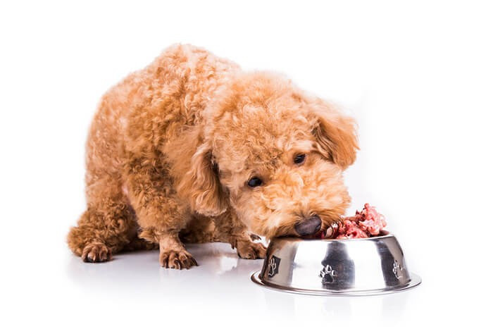 Chó Poodle đang thưởng thức bữa ăn tự chế biến giàu rau và thịt, có thể có cả cá đã loại bỏ xương