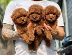 Chó Poodle đáng yêu tại Đà Nẵng